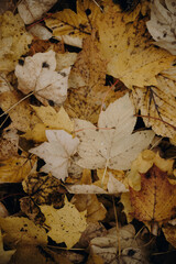 Golden Autumn Leaves