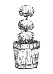 Decorative small deciduous tree in flower pot, hand drawn vector illustration isolated on white