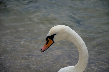 Fototapeta premium Elegant White Mute Swan Head and Neck Profile Against Rippling Water Background
