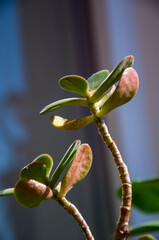 Crassula Ovata Jade Plant Succulent Close-up with Reddish Stressed Leaves and Stem