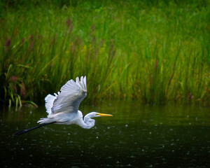Great Egret In Flight 