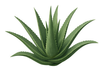 Fototapeta premium Aloe vera plant with green succulent leaves, a natural herbal medicine ingredient, isolated on transparent background