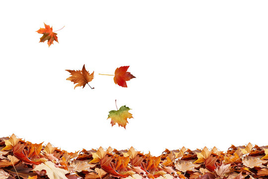 Stock photo of autumn leaves falling background seasonal foliage nature october november scene fall 100