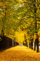 Walkway lined with golden trees during autumn season in a quiet park