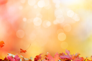 Autumn leaves background texture fall season maple leaf colorful bokeh effect orange yellow abstract design