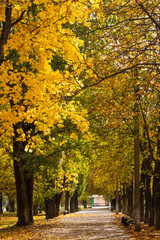 Autumn path lined with vibrant yellow and golden trees in a tranquil park setting