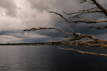 dead tree in the water