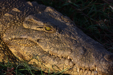 Obraz premium Close-up Nile Crocodile