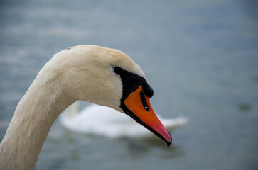 Obraz premium Close-up profile of a majestic Mute Swan head against soft water background