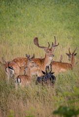 deer in the woods