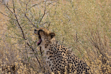 Naklejka premium Yawning Cheetah
