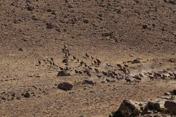 wild horses 