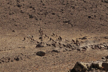 wild horses 