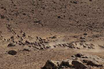 wild horses 