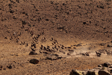 wild horses 