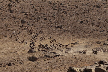 wild horses 