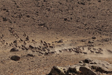 wild horses 