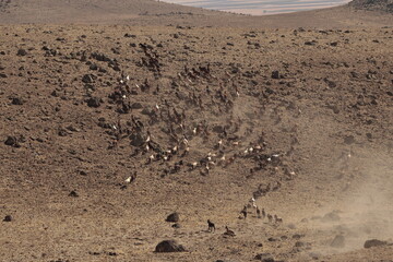 sheep , landscape 