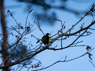 bird on a branch
