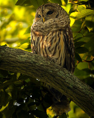 Barred Owl In Evening Sunlight 
