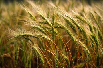 Wheat field with green spikes swaying in the wind, blurred background adding depth, colors shifting from green to gold, enhancing warmth and natural beauty for agricultural enthusiasts