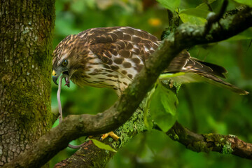 Red-shouldered Hawk Eating Dekay Brown Snake