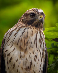 Red-shouldered Hawk Portrait 