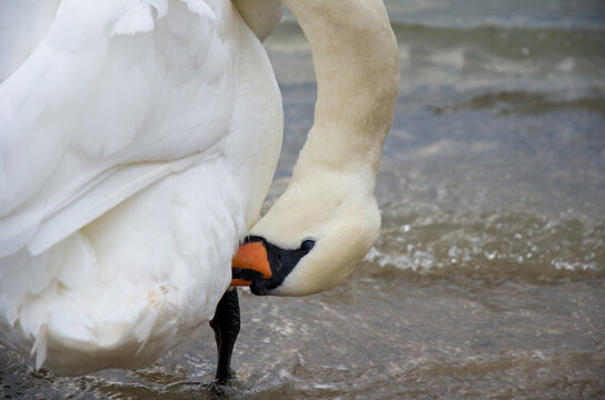 Majestic Mute Swan Preening White Feathers on the Waters Edge, Close-up Detail