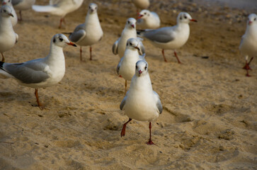 Flock of Black-headed Gulls Gathering on a Sandy Beach Shoreline