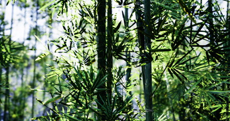 Fototapeta premium Sunlight filters through a lush bamboo forest, highlighting the intricate patterns of vibrant green leaves and sturdy stalks, creating a tranquil atmosphere in nature.