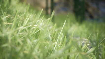 Lush green grass carpets the ground, glistening with dewdrops under bright sunlight. A peaceful natural landscape invites serenity and contemplation in this idyllic scene.