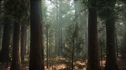 Obraz premium Sunlight filters through the tall trees in a serene forest, illuminating the natural beauty surrounding. Fresh air fills the atmosphere as wildlife stirs beneath the canopy, creating harmony.