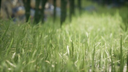 Sunlight dances on vibrant blades of grass swaying gently in the breeze. Natures serenity fills the air, creating a peaceful haven where time seems to pause.