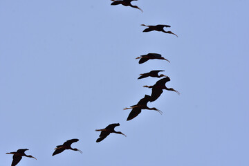 Flock of Glossy Ibis