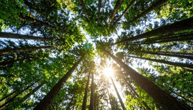 Looking upward through a sunlit forest canopy symbolizing sustainability, natural preservation, eco-awareness, and global green initiatives