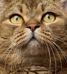 Face of a gray, short-haired, straight-eared cat with large yellow-green eyes