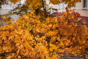 autumn leaves on the tree