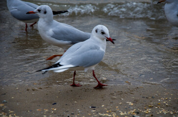Seagulls Wading at the Shoreline Coastal Birds Walking on Wet Sand and Waters Edge.