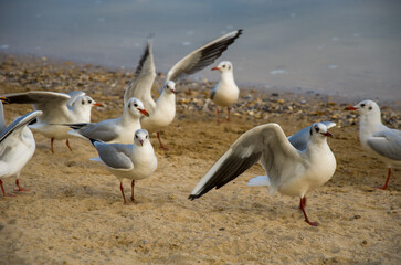 Seagull flock stretching wings on a sandy shore near the waters edge.