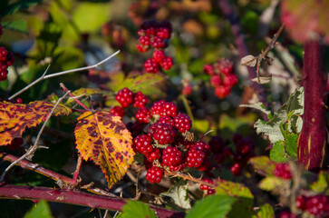 Wild Unripe Red Blackberries Growing on Bramble Thicket with Autumn Leaves