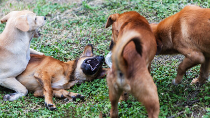 Dogs are fighting violently on the grass.