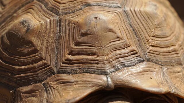 Detailed close up shot showcasing the intricate patterns and rough texture of a massive tortoise's shell, emphasizing its protective shell