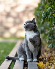 Obraz premium Grey British Shorthair Cat on Bench with Autumn Leaves — Cozy Header