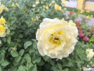 blooming white roses on a summer day
