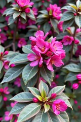 Obraz premium Vibrant cerise pink blossoms contrast beautifully with muted grey-green leaves, pink flowers, delicate petals