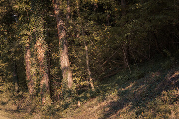 Fototapeta premium The beautiful forest landscape of Montiggl in Eppan in South Tyrol, Italy
