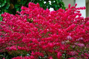 Red Burning bush Euonymus alatus Compactus tree in the garden among green trees