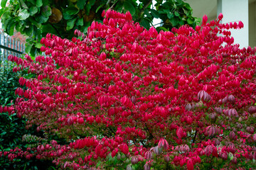 Red Burning bush Euonymus alatus Compactus tree in the garden among green trees