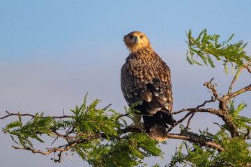 Eastern imperial eagle Aquila heliaca. Wildlife animal.