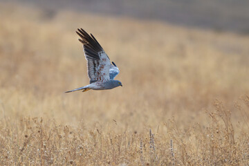 Montagu's Harrier Circus pygargus flying in the wild.